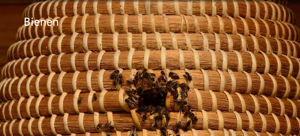 Der Abshof - Bienen