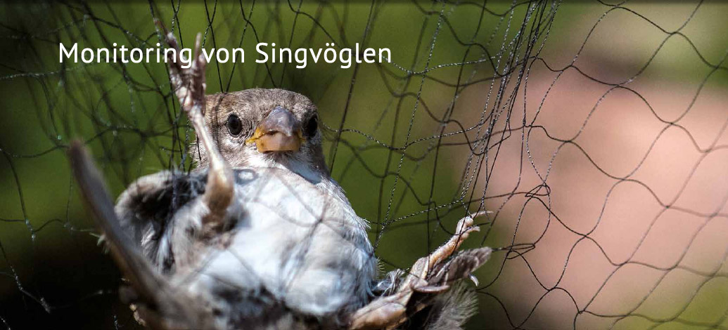 Der Abshof - Monitoring von Singvöglen