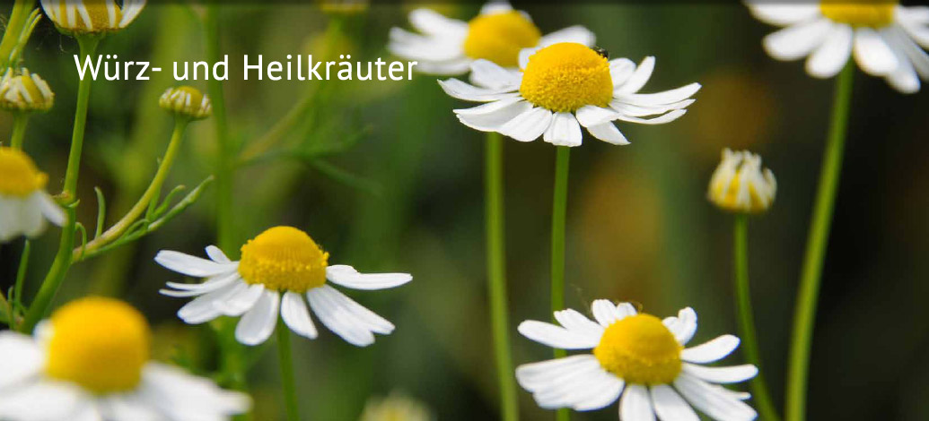 Der Abshof - Würz- und Heilkräuter