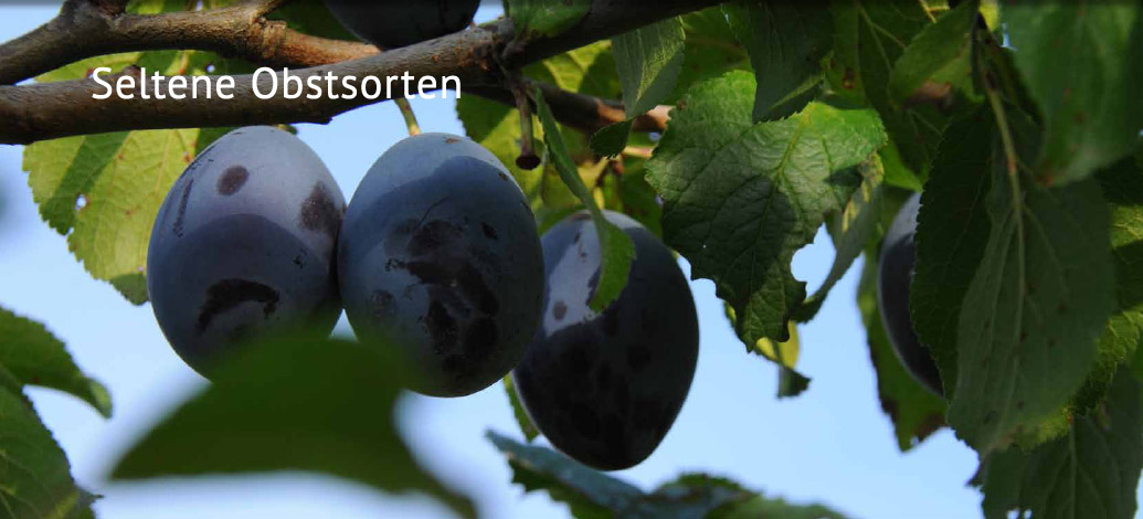 Der Abshof - Seltene Obstsorten