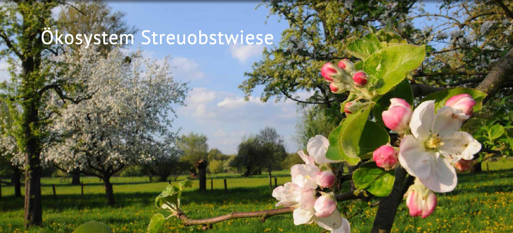 Der Abshof - Ökosystem Streuobstwiese