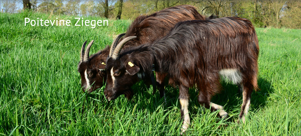 Der Abshof - Poitevine Ziegen