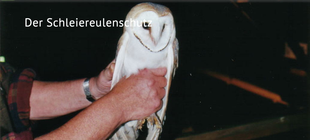 Der Abshof - Der Schleiereulenschutz