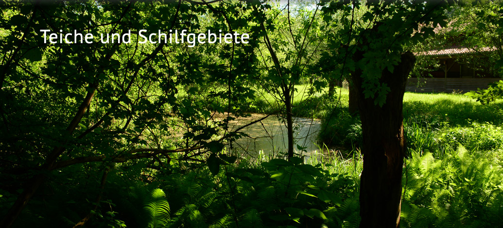 Der Abshof - Teiche und Schilfgebiete