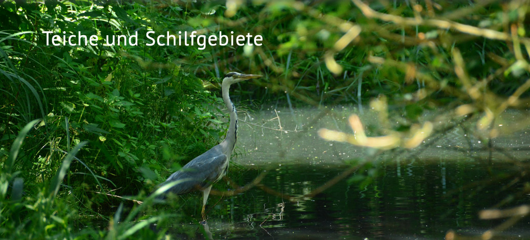 Der Abshof - Teiche und Schilfgebiete