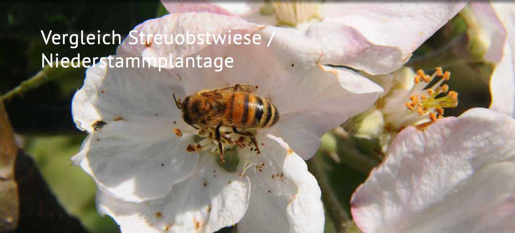 Der Abshof - Vergleich Streuobstwiese / Niederstammplantage