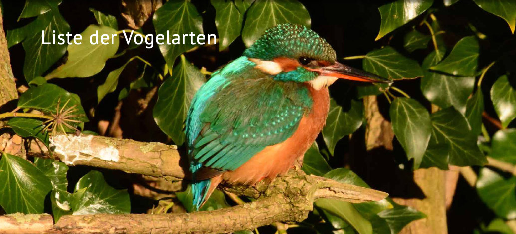 Der Abshof - Liste der Vogelarten