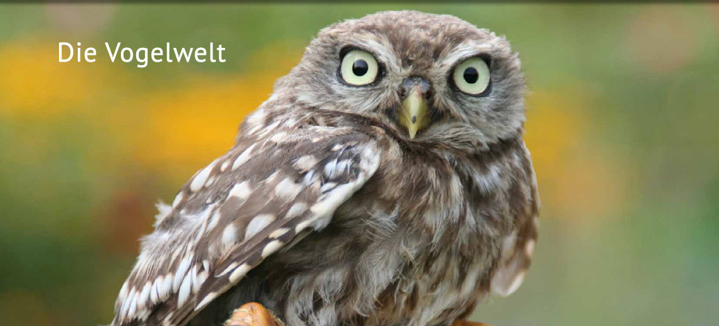 Der Abshof - Vogelwelt